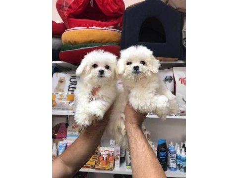 Bembeyaz gerçek ırk garantili kore maltese terrier