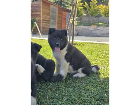 Safkan amerikan akita
