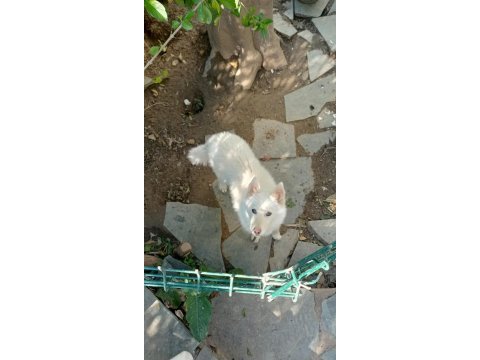 Safkan süt beyaz sibirya kahve renkli göz