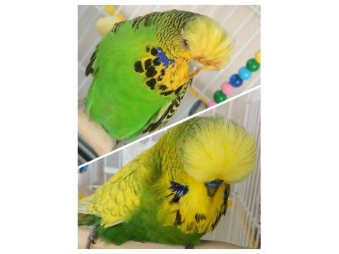 Bebek şov jumbo muhabbet kuşlar
