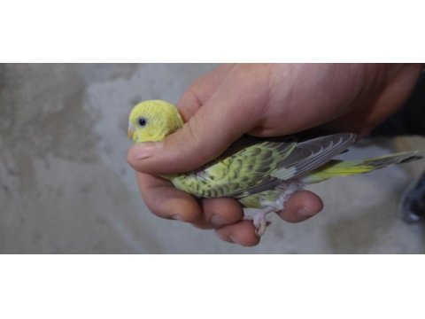 Yavru teksas muhabbet kuşu