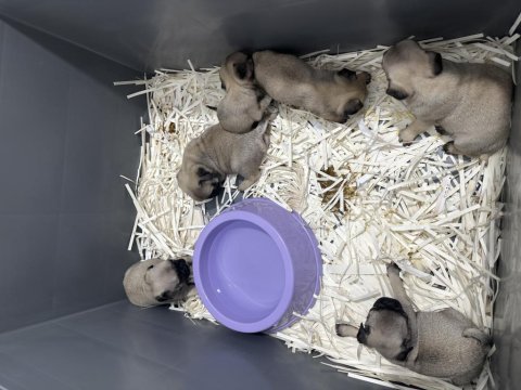 2 aylık pug yavrular