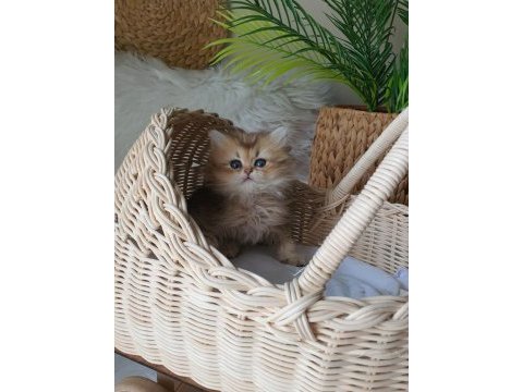 British longhair dişi