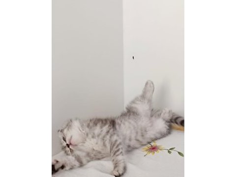 Güzeller güzeli scottish fold kızımız kendine yuva arıyor