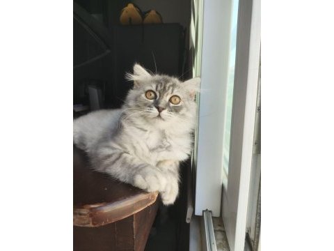 Dünyalar güzeli 3 aylık scottish fold longhair