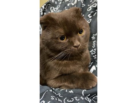 Kara scottish fold kedimize dişi eş arıyoruz