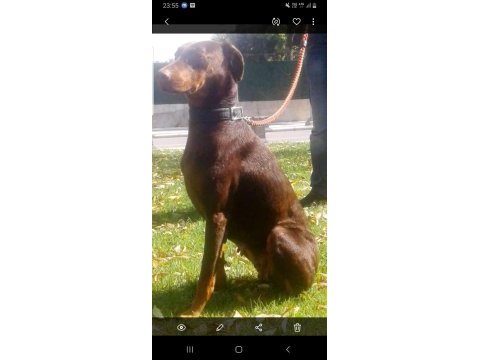 A kalite doberman yavru çok mükemmel koruyucu