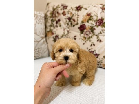 Sütlü kahveli küt burun maltipoo kızımız