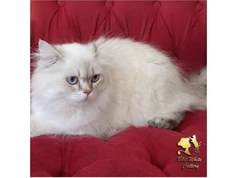 Maine coon iki yaşında