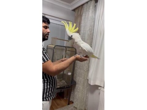 Böylesi yok kakadu papağanı