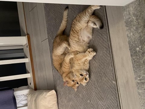 İyi bakacak kişi aranıyor kedimiz ücretsiz verilecek