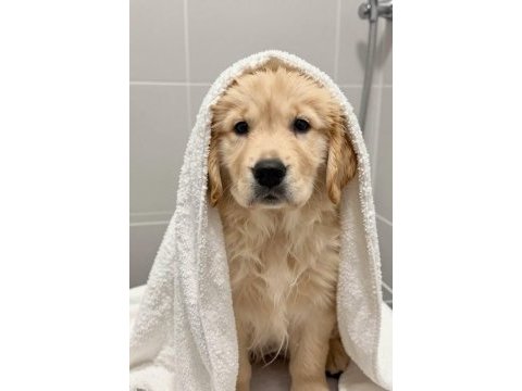 Evinizin yeni neşesi golden retriever