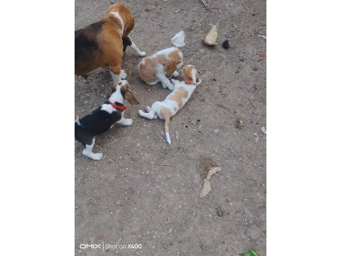 Uygun ırk ve sağlık garantili beagle yavrular