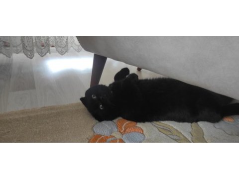 Bulunmaz renkte scottish fold 1 yaş nerooo