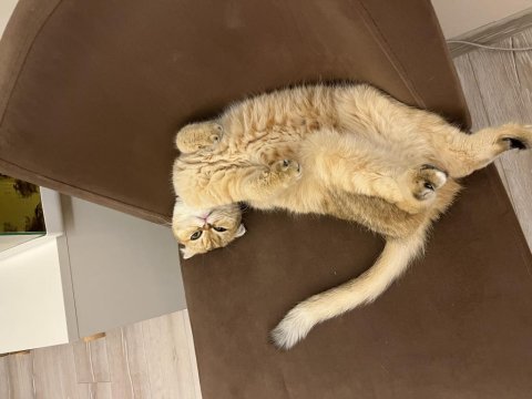 Prenses scottish fold kızımıza eş arıyoruz