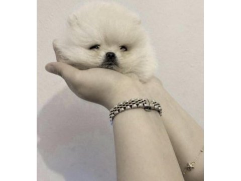 Pomeranian boo sağlıklı ve bakımlı