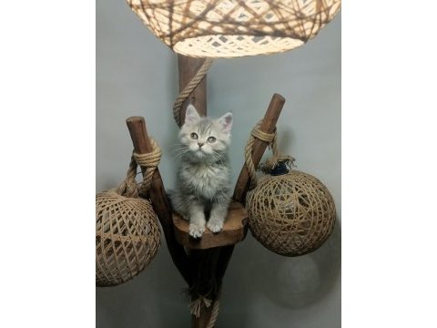 Üst kalite mavi gözlü british longhair