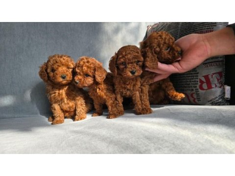 Toy poodle bebekler
