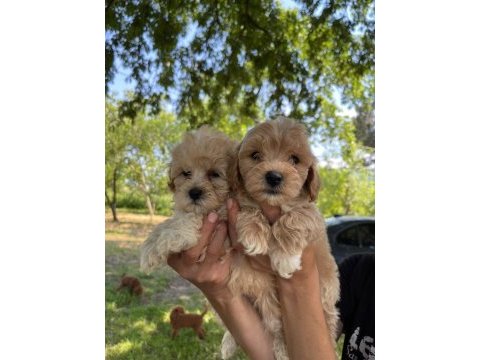 Maltipoo miniklerim