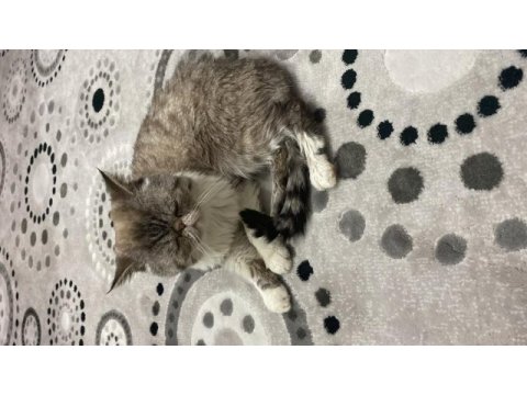 Ankara exotic shorthair