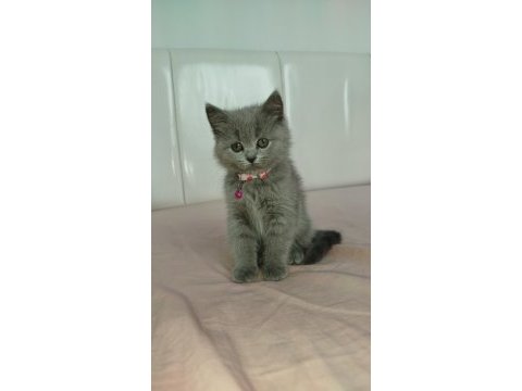 British shorthair 2 buçuk aylık dişi yavru nadir renk