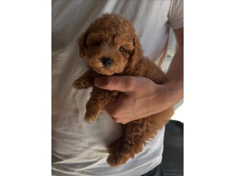 Toy poodle yavru köpeklerimiz