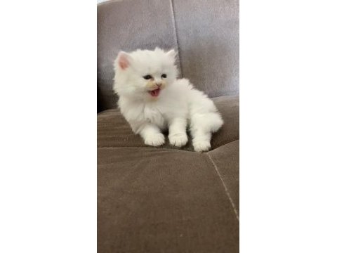 En güzeli kedim olsun diyorsanız iletişime geçin