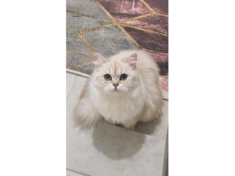 1 yaşında dişi güzeller güzeli kedimiz