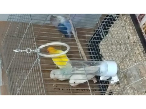 Uyguna tek cennet papağanı