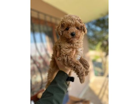 Orjinal toy poodle yavrular
