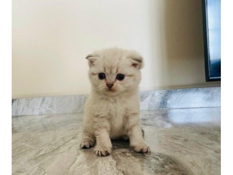 Scottish fold silver