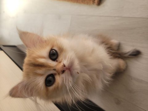 British golden longhair