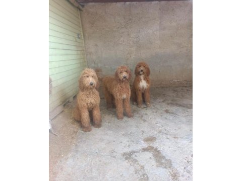 Dev poodle yavrular ırk sağlık garantili