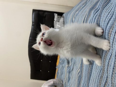 Acil 8 aylık erkek british shorthair