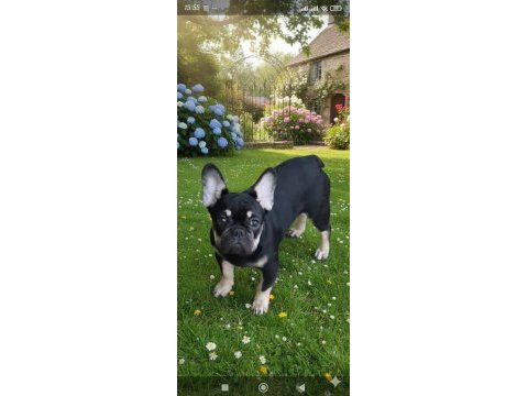 Aşılı eğitimli her renk ve fluffy taşıyan french oğlumuz