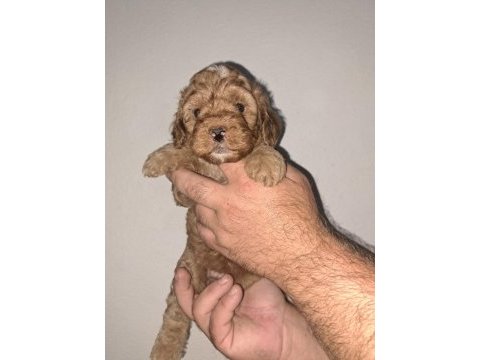 Poodle yavrularımız 3 aylık