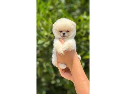 Pomeranian boo bebekler