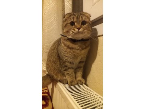 Scottish fold kızımız