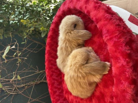 Aşırı tatlı full orjınal mini lop tavşan bebekler