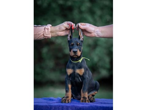 Irkının en kalitelisi doberman yavrular