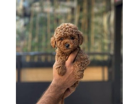 Yavru köpeğimiz toy poodle