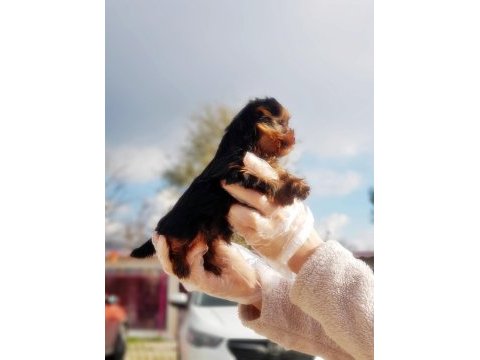 Tea cup yorkshire terrier yavru