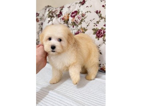 Biblo maltipoo