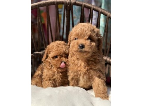 Toy poodle güzellikler