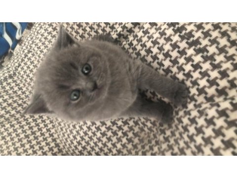 Erkek gri renk british shorthair 8 mart doğumlu