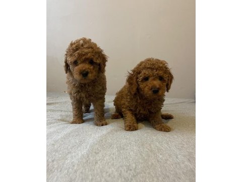 Sevimli red toy poodle erkek kardeşler
