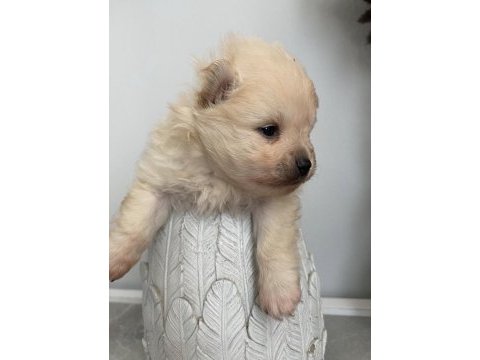 A kalite pomeranian bebekleri