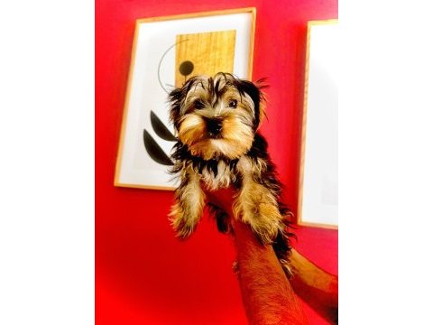 Yorkshire terrier köpeğimiz