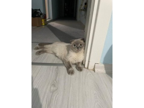 4 yaşında scottish fold kedimizi ücretsiz sahiplendirme