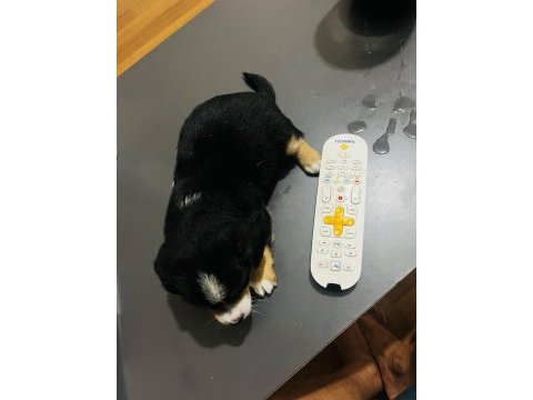 Minyatür pinscher